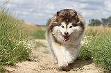 CHIEN FINNOIS DE LAPONIE 073